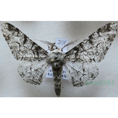 Biston betularia (Linnaeus, 1758) Krępak nabrzozak Czech20f